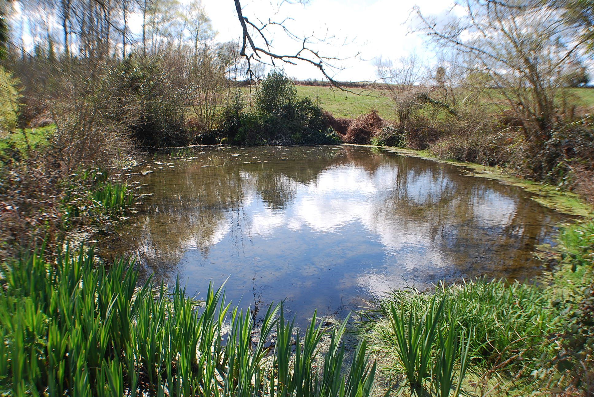 The pond