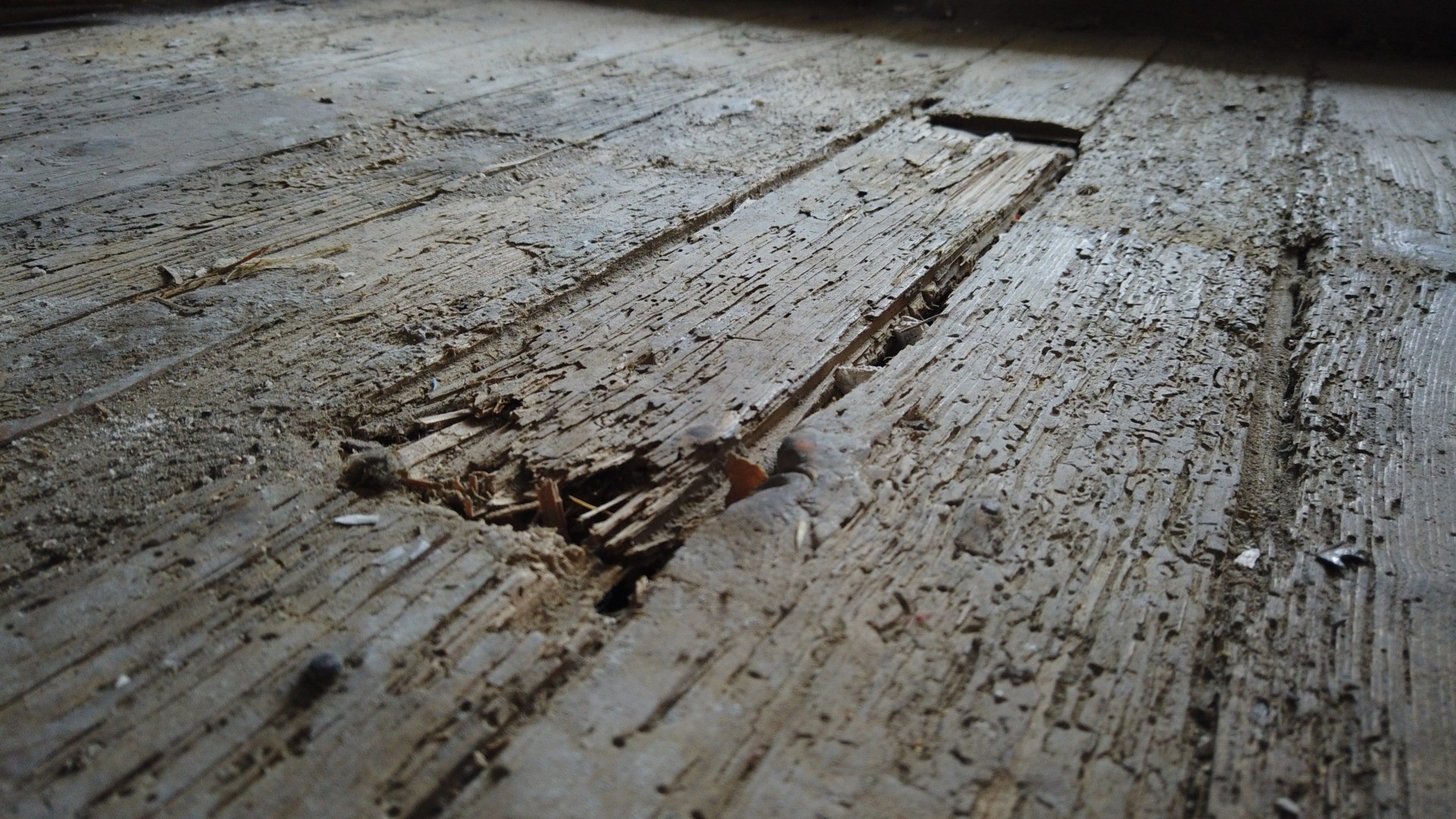 Woodworm